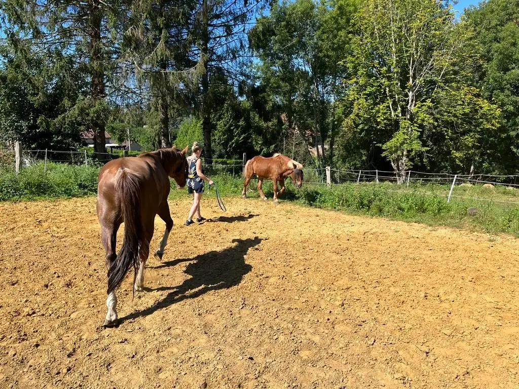 Les chevaux de CentreWouah en liberté