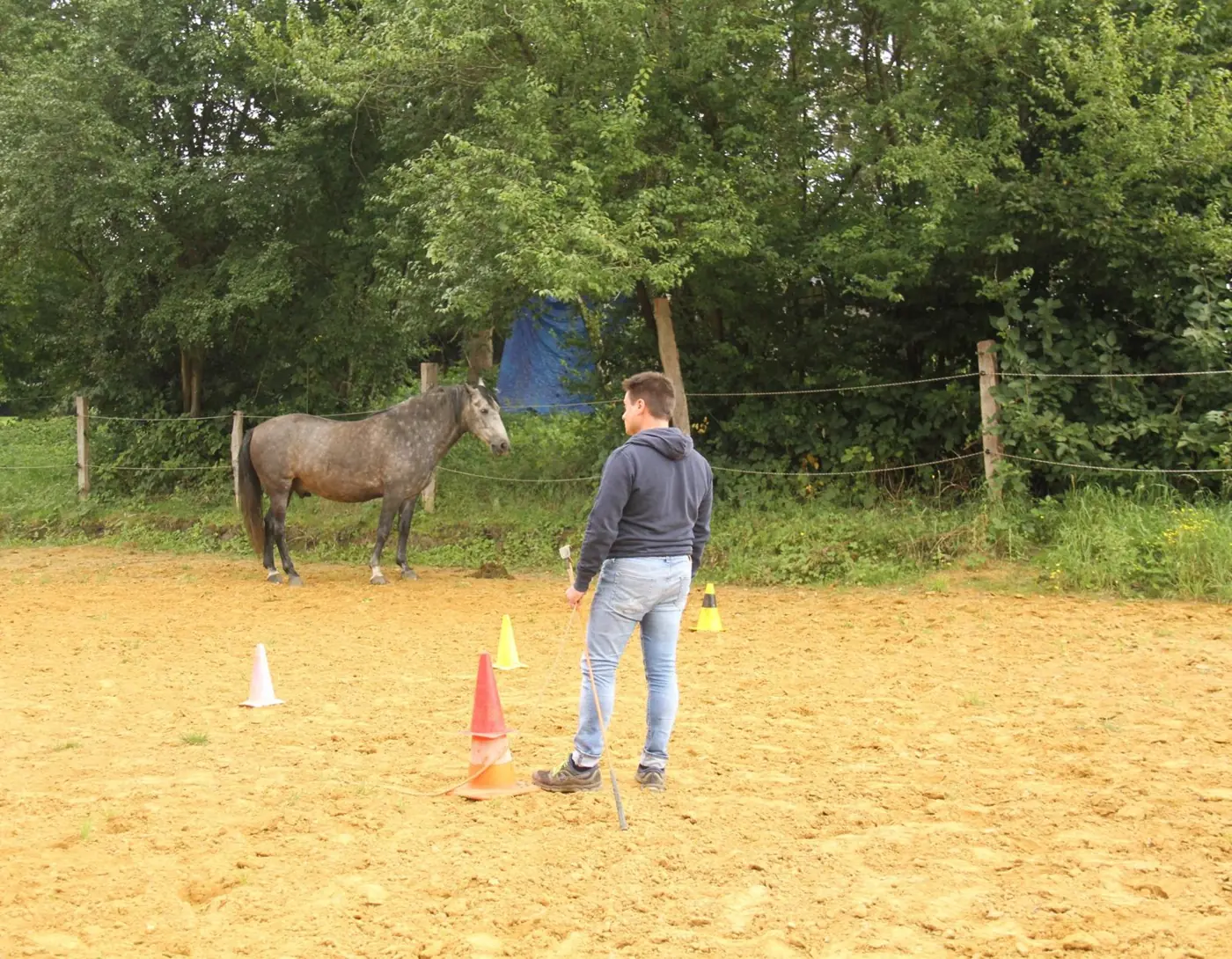Clémento face au cheval gris dans la carrière