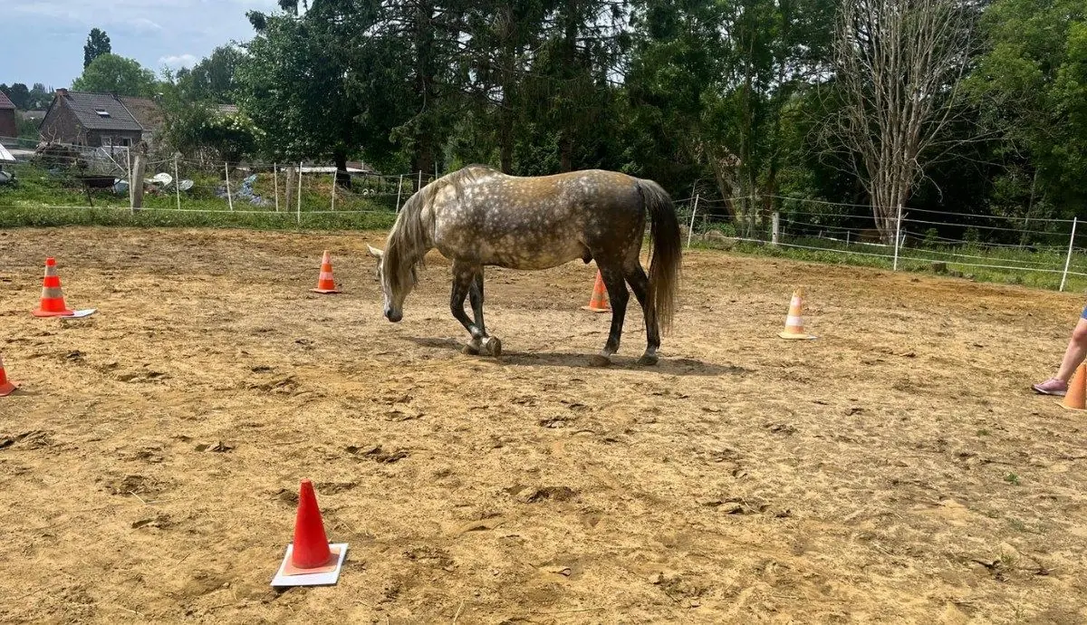 Un cheval gris en carrière au milieu des plots, lors d'une journée constellations