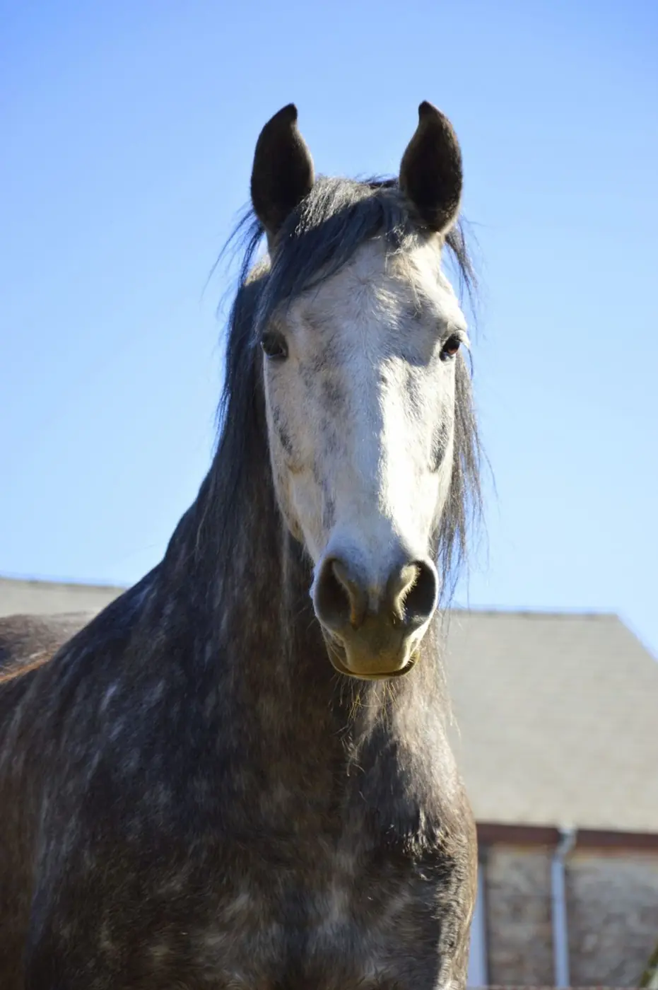 Elvis, le cheval gris de Clémento