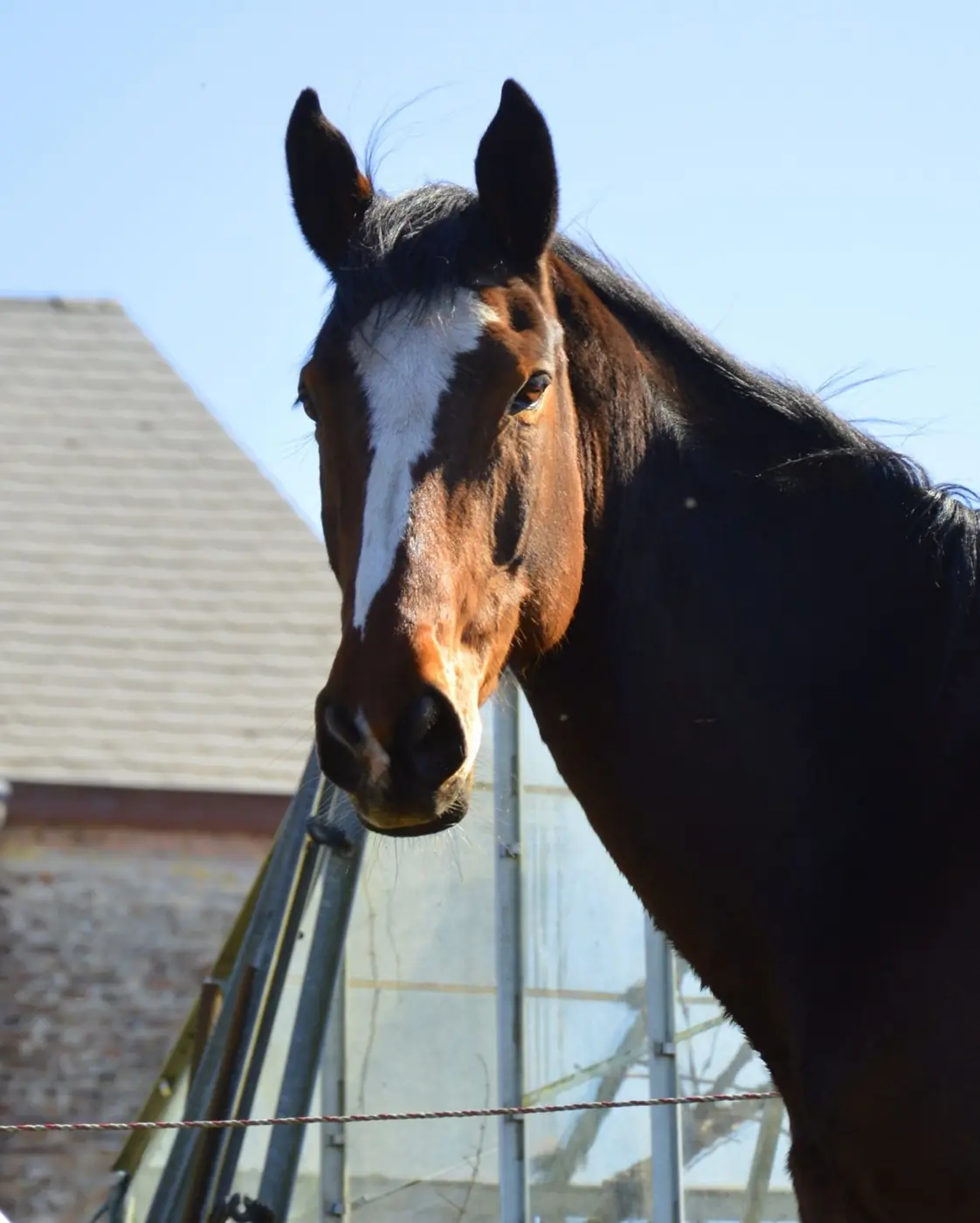 Molly, la jument baie de Clémento