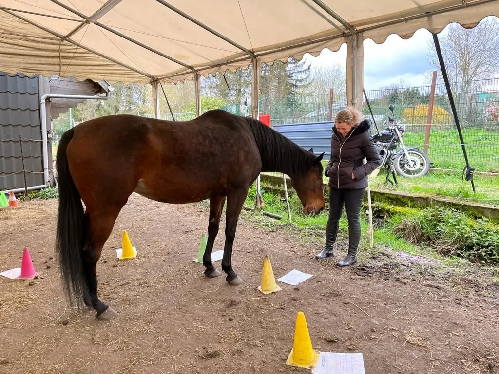 Une participante face à un cheval bai lors d'une journée de team coaching