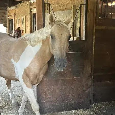 Tanka, cheval de CentreWouah